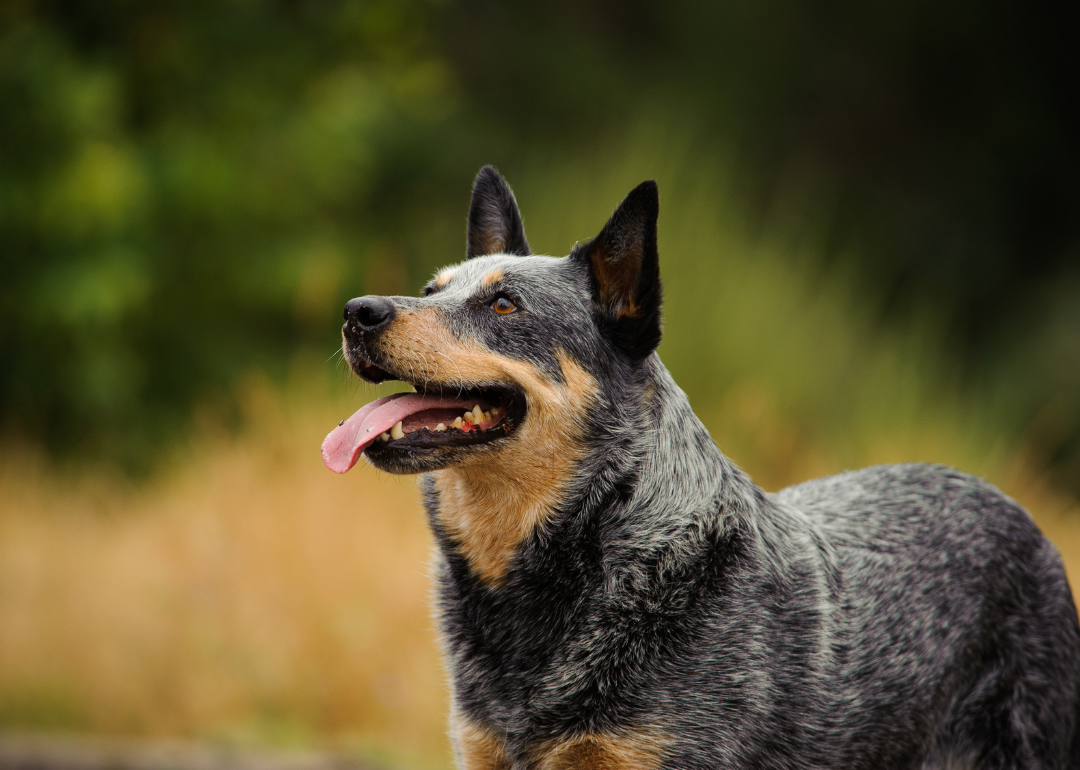 longest-living-dog-breeds-stacker